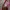 Coquette Heels Wanita pink photo 4
