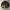 Timberland Vintage Casual Harrington jacket Pria green photo 5