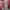 Batik Baju muslim Wanita pink photo 1