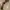 Vintage Pria brown photo 1
