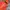 Gorpcore Tracksuit Pria orange photo 2