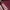 Japanese brand Sportswear Jersey Pria burgundy photo 7