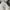Sportswear Bra Wanita white photo 6