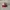 New Era Sportswear Hat Pria Red Gray