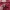 Dickies Cosplay Hoody Pria red photo 3