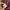 Jean Paul Gaultier Vintage Y2K Midi dress Wanita burgundy brown photo 4