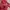 Kappa Casual Casual shirt Pria red photo 5