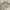 Columbia Vintage Sportswear Parka Pria tan photo 2