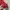Polham Streetwear Track jacket Pria red photo 3