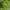 Hollister Sportswear Pria green photo 2