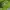 Hollister Sportswear Pria Green