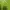 Hollister Sportswear Pria green photo 4