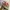 Converse Streetwear Sneakers Pria white pink photo 1