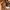 Charles and Keith Casual Crossbody Bag Wanita brown photo 5