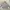 Y2K Skater Formal shirt Pria gray photo 1