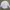 Cardinal Y2K Skater Formal shirt Pria white blue photo 1