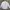 Cardinal Y2K Skater Formal Shirt Pria White Blue