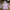 Juicy Couture Outerwear Kids purple photo 1
