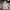 Juicy Couture Outerwear Kids Purple