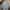 Timberland Muslim Formal Shirt Pria Multicolor