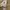 Polo Ralph Lauren Minimalist Casual Short Pria tan photo 7
