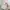 Charles and Keith Coquette Casual Wallet Wanita pink photo 4