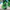 Nike Sportswear Pria green photo 6