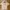 Casual Polo Shirt Pria Tan