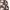 KIRSH Casual Jeans Pria white brown photo 5