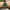Seiko Vintage Casual Pria gold green photo 3