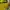 Sportswear Polo shirt Pria black yellow photo 4
