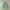 MLB Streetwear Sportswear Hoody Pria green photo 1