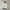 MLB Streetwear Sportswear Hoody Pria gray blue photo 1