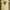 Hazzys Streetwear Y2K Polo shirt Pria yellow photo 5