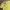 Hazzys Streetwear Y2K Polo shirt Pria yellow photo 3