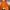 Luxury Sportswear Fleece Wanita orange photo 1