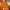Luxury Sportswear Fleece Wanita Orange