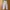Champion Streetwear Sportswear Tracksuit Pria White