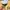 Polo Ralph Lauren Minimalist Kids yellow photo 2