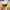 Polo Ralph Lauren Minimalist Kids Yellow