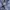 Uniqlo Casual Formal shirt Pria navy photo 5