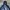 Under Armour Sportswear Suit Pria blue photo 3