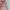 Lafudge Casual Formal shirt Pria pink photo 6