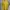 Uniqlo Casual T-shirt Pria yellow photo 1
