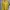 Uniqlo Casual T-shirt Pria Yellow