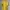 Uniqlo Casual T-shirt Pria Yellow