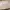 Japanese brand Vintage Skirt Wanita tan cream photo 3