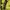 Mercibeaucoup Casual Puffer jacket Pria yellow photo 5
