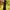 Mercibeaucoup Casual Puffer jacket Pria yellow photo 6