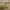 Japanese brand Coquette Casual Crop top Wanita tan photo 4